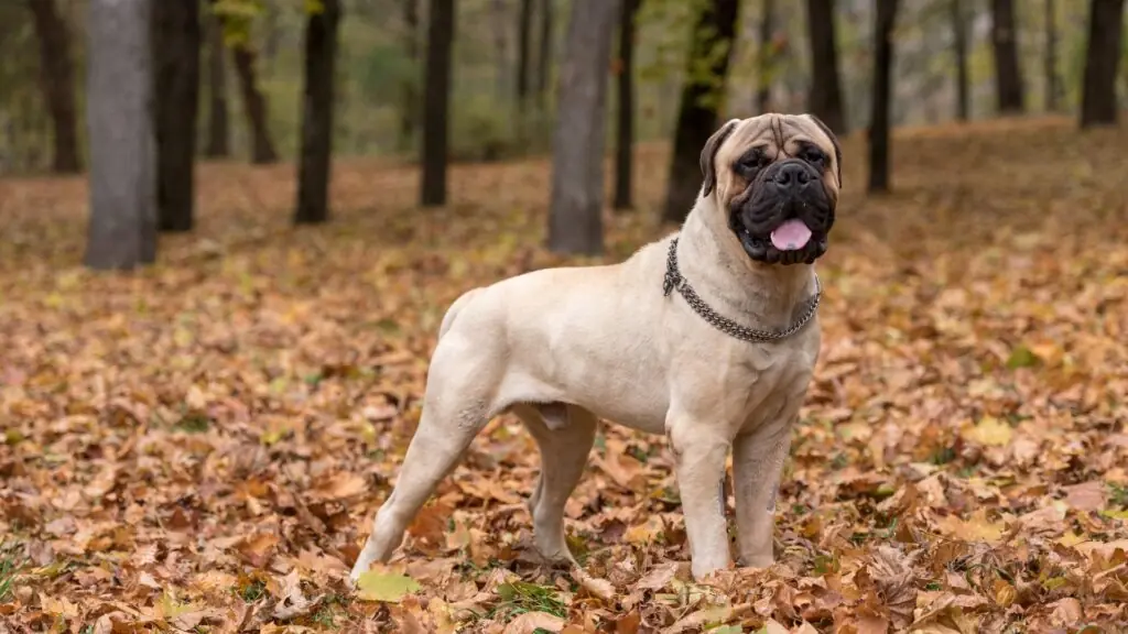 9 Dog Breeds Similar to Bullmastiffs