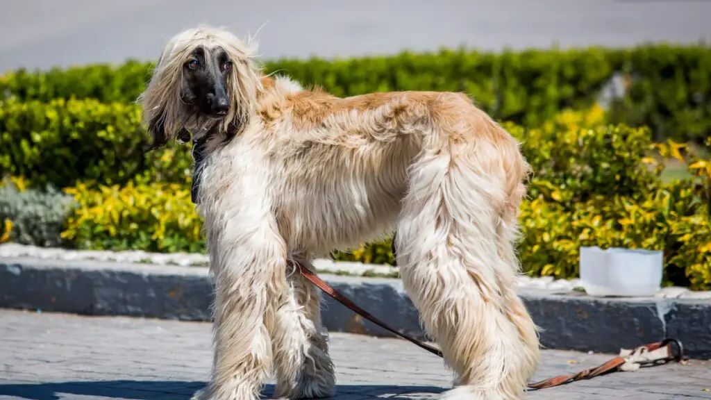 bestes Hundefutter für einen wählerischen Esser
