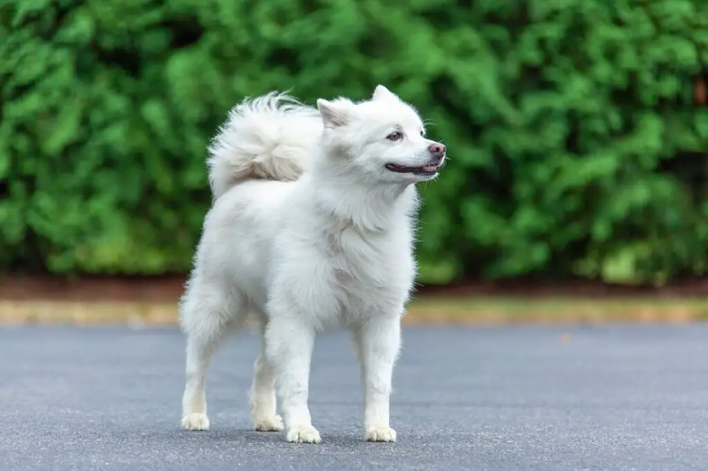 kleiner Wachhund