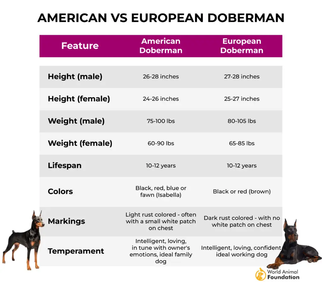  Amerikanischer vs. europäischer Dobermann