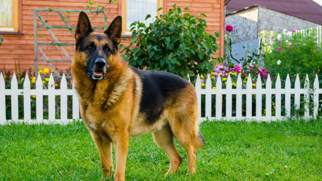 Anzeichen für ein sterbendes Hämangiosarkom beim Hund
