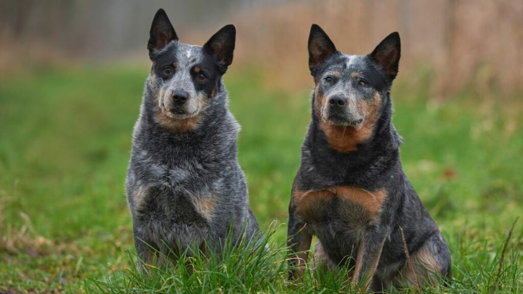 Lebensdauer des Australian Cattle Dog