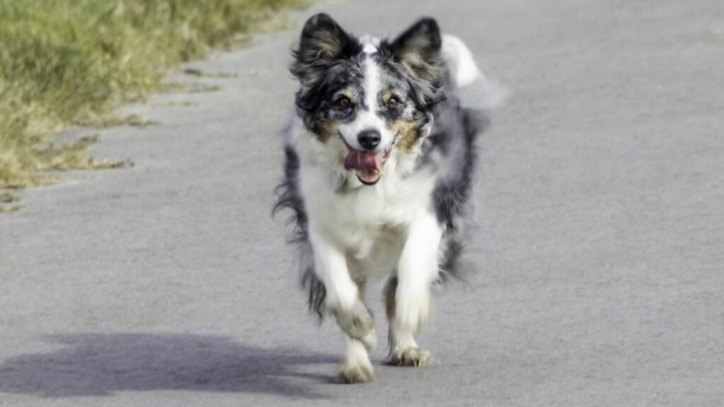 Hunde, die gerne rennen
