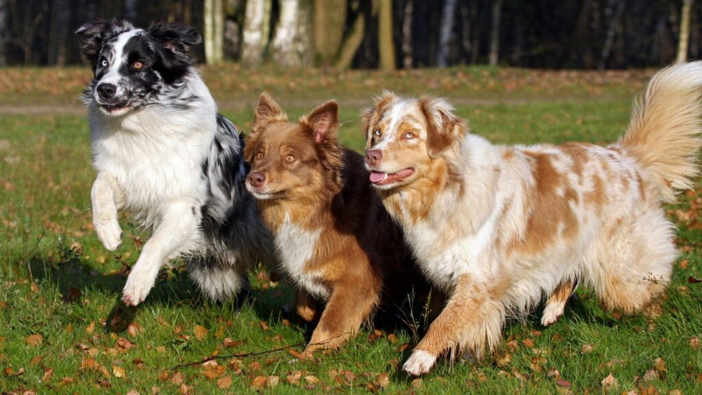 Hunde mit den geringsten gesundheitlichen Problemen