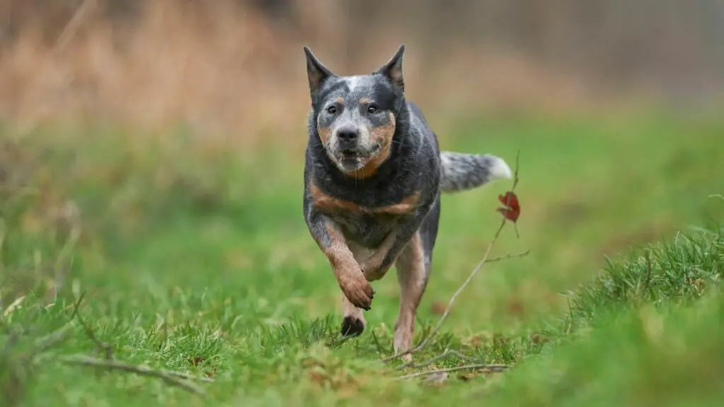 beste Hunde für Läufer
