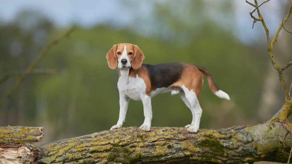 Hunde mit der geringsten Trennungsangst