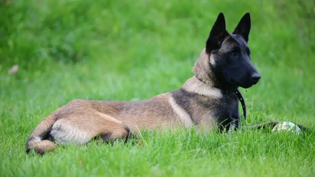 mittelgroße Hunderassen ähnlich dem Bullmastiff
