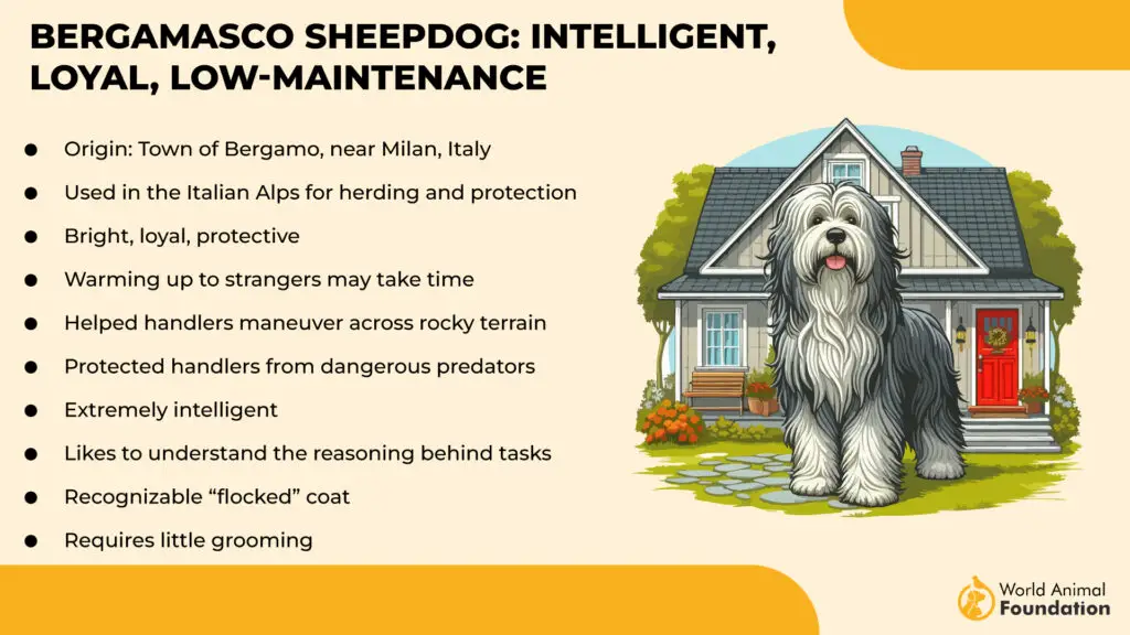 Bergamasco-Schäferhund: Intelligent, treu, pflegeleicht