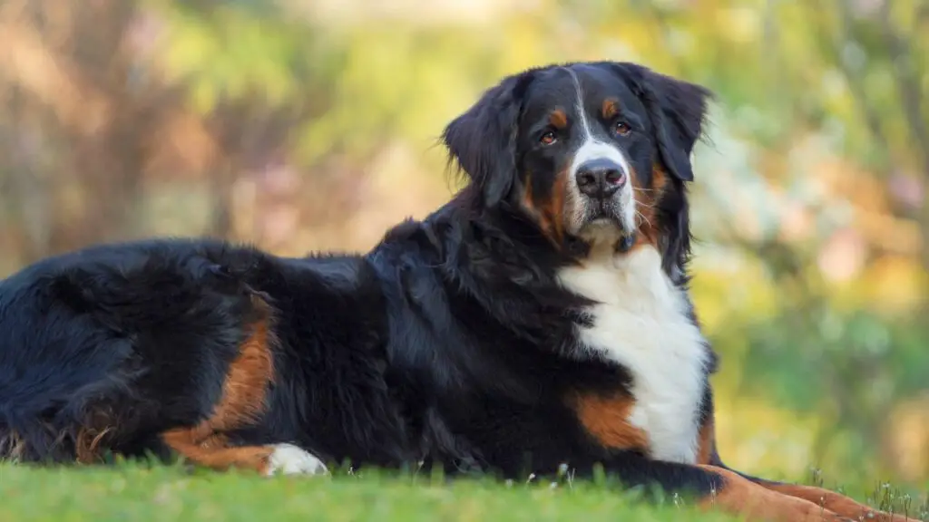 Können Hunde Krebs überleben?
