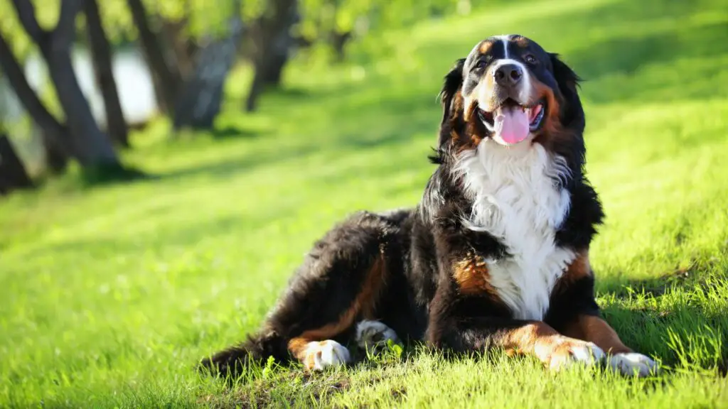 beste Hunde zum Kuscheln
