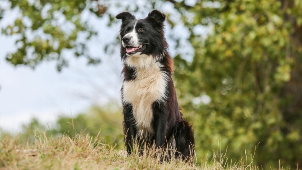 Haaren Border Collies viel?