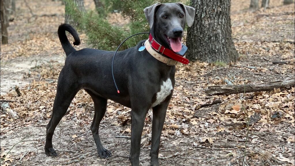 bester Hund für die Hirschjagd
