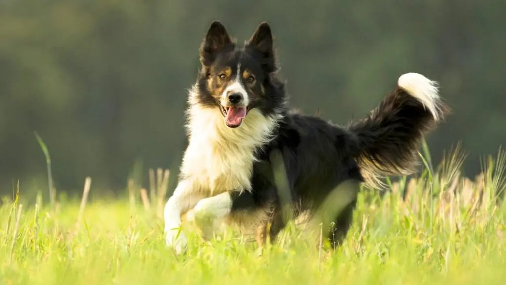 Vor- und Nachteile eines Border Collies