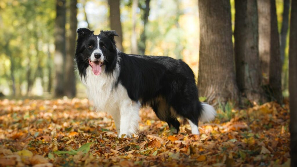 Für mittelgroße oder große Hunde mit einem Gewicht von 50 Pfund