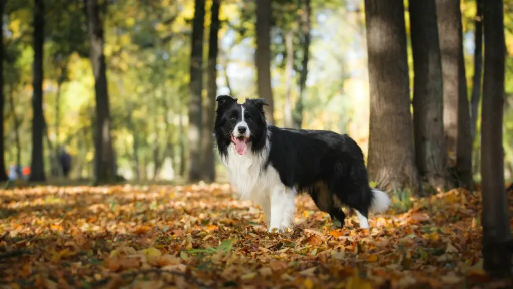 Warum Sie sich einen Border Collie zulegen sollten
