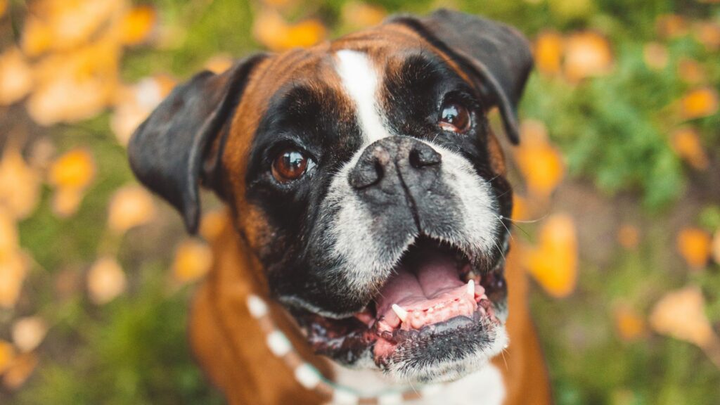 Haben Boxerhunde schlechte Zähne?
