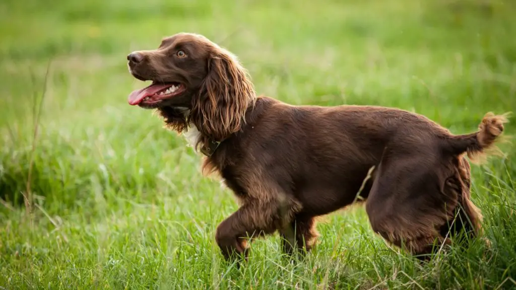 Retriever-Hunderassen