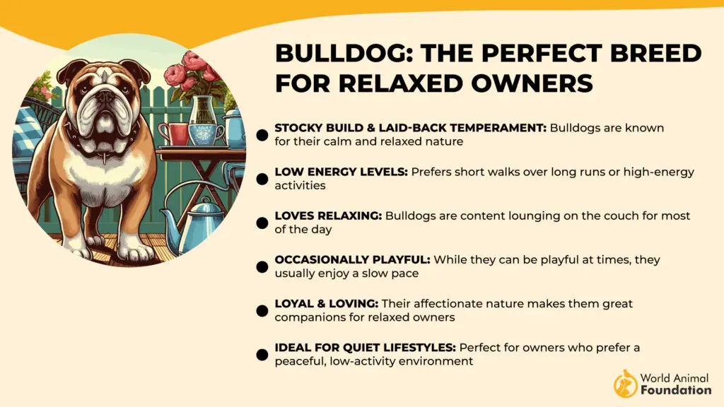 Bulldogge – die perfekte Rasse für entspannte Besitzer