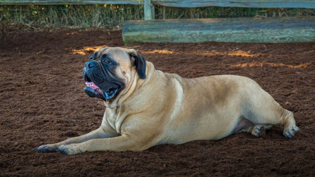 Welche Hunde schlafen am meisten?