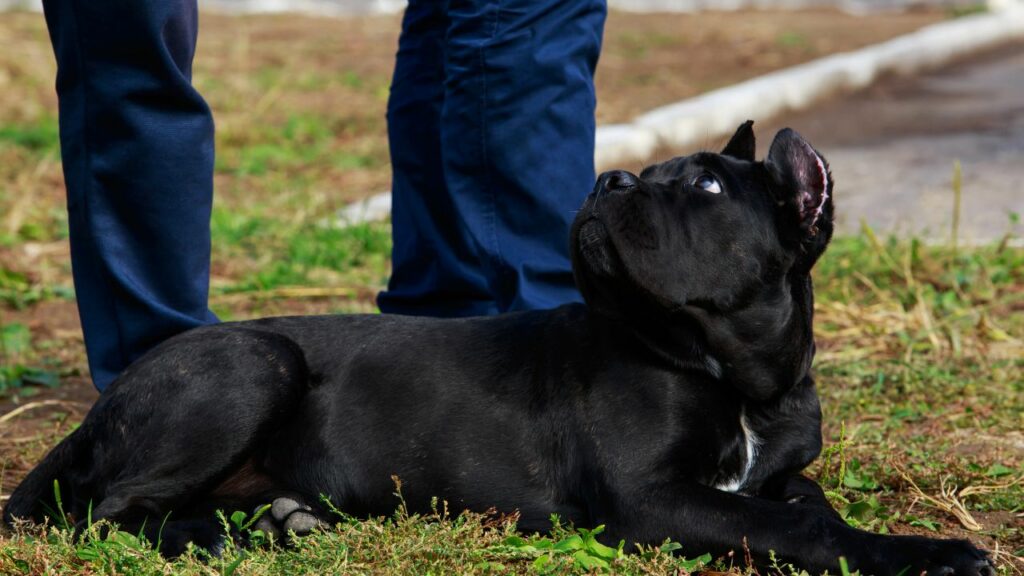 sind Cane Corso gute Familienhunde