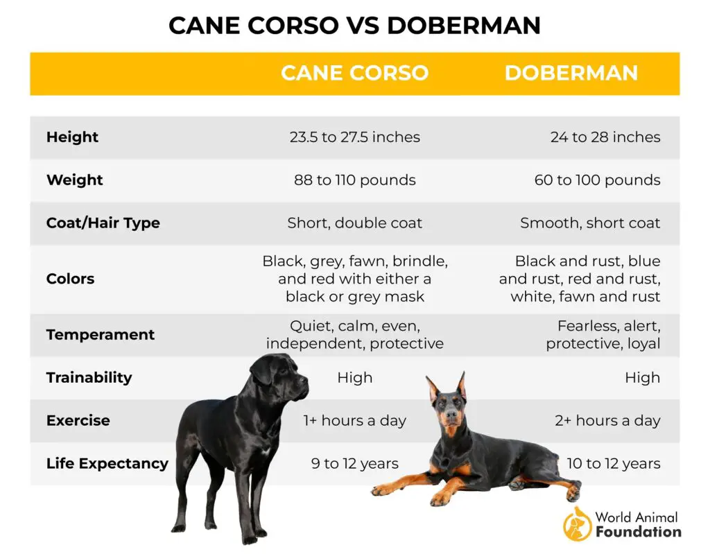 Cane Corso gegen Dobermann