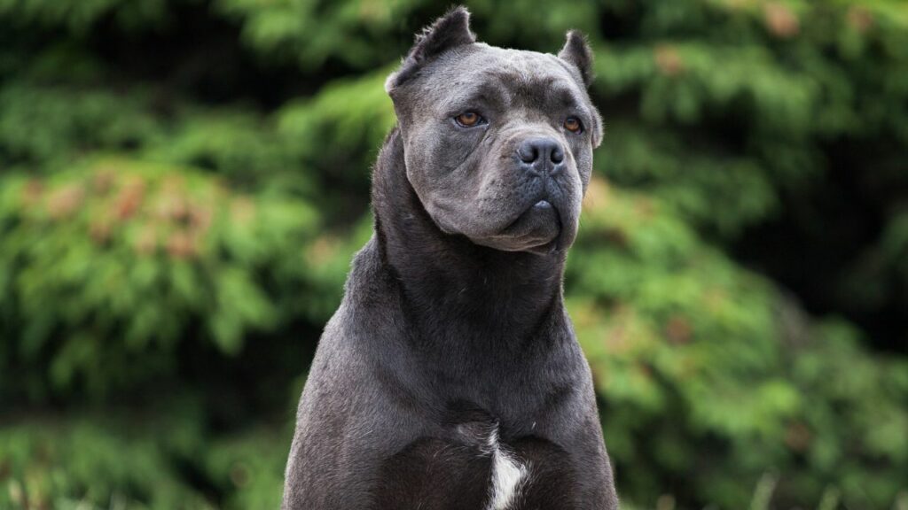 Wie groß kann ein Cane Corso werden?