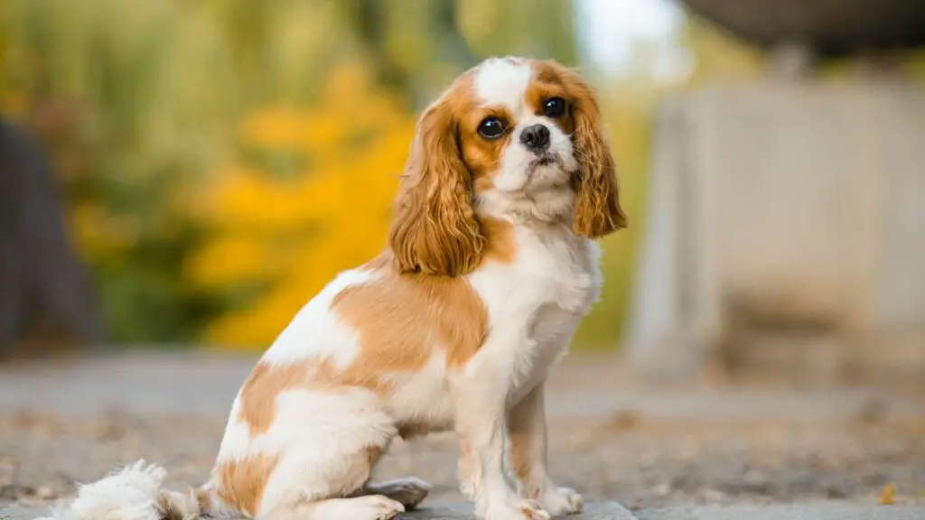 Futter für wählerische Hunde
