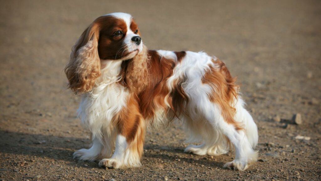 Cavalier King Charles Spaniel