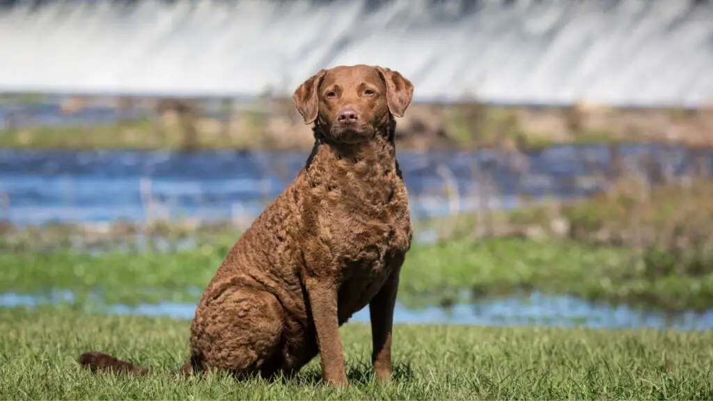 Retriever-Hund