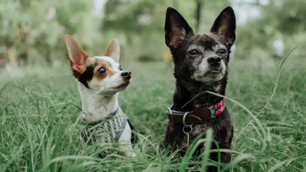 Hunde, denen es bei Hitze gut geht
