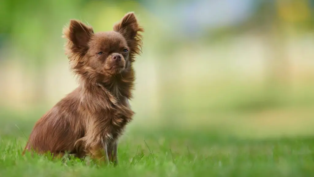 Hunde mit bestem Temperament