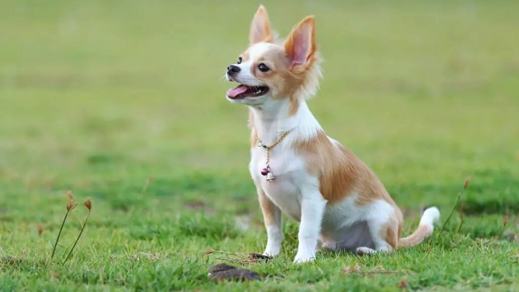 Zahnkrankheit bei Chihuahua
