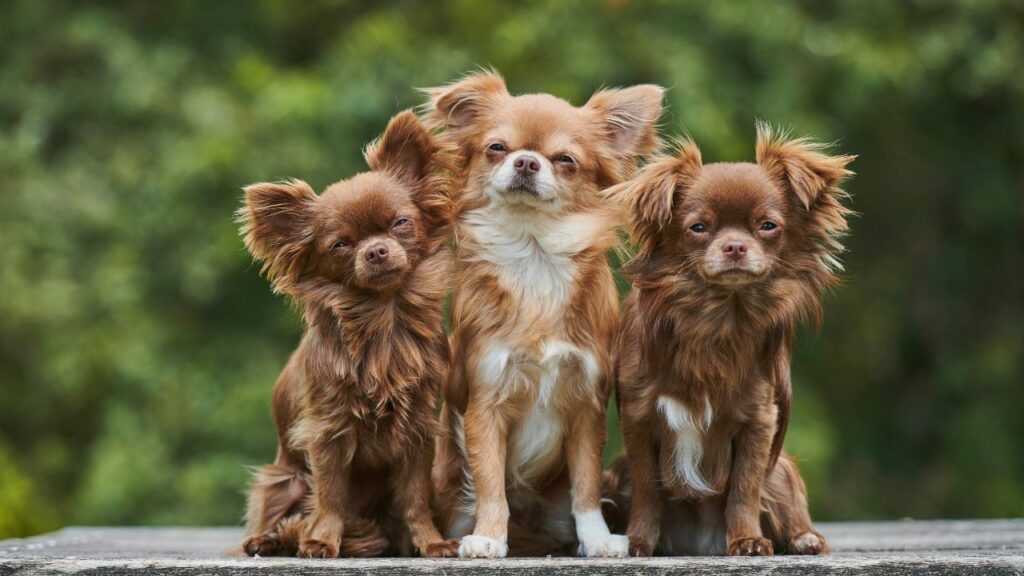 beste Indoor-Hunde für Familien