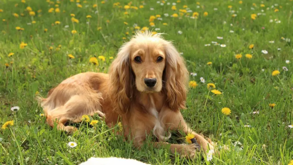 Auf welche Lebensmittel reagieren Hunde am meisten allergisch?
