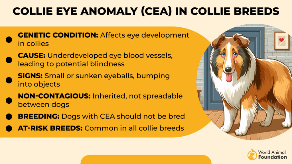 Collie-Augenanomalie bei Collierassen