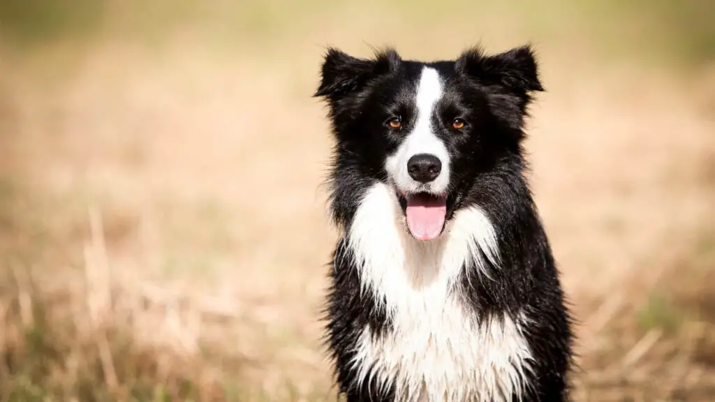 Augenprobleme bei Hunden
