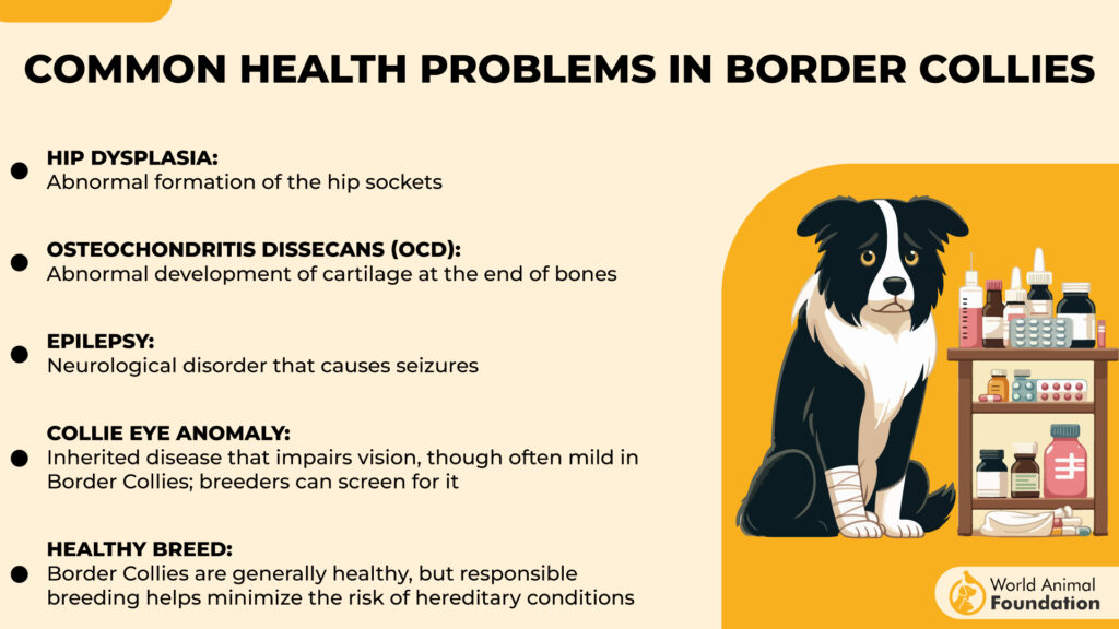 Häufige Gesundheitsprobleme bei Border Collies