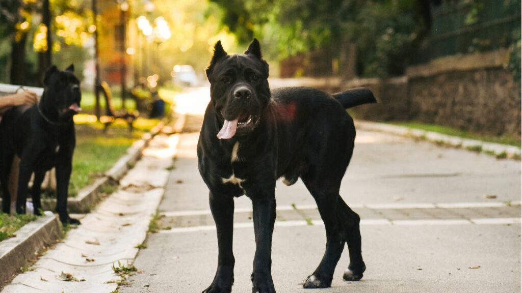 Temperament des italienischen Mastiffs