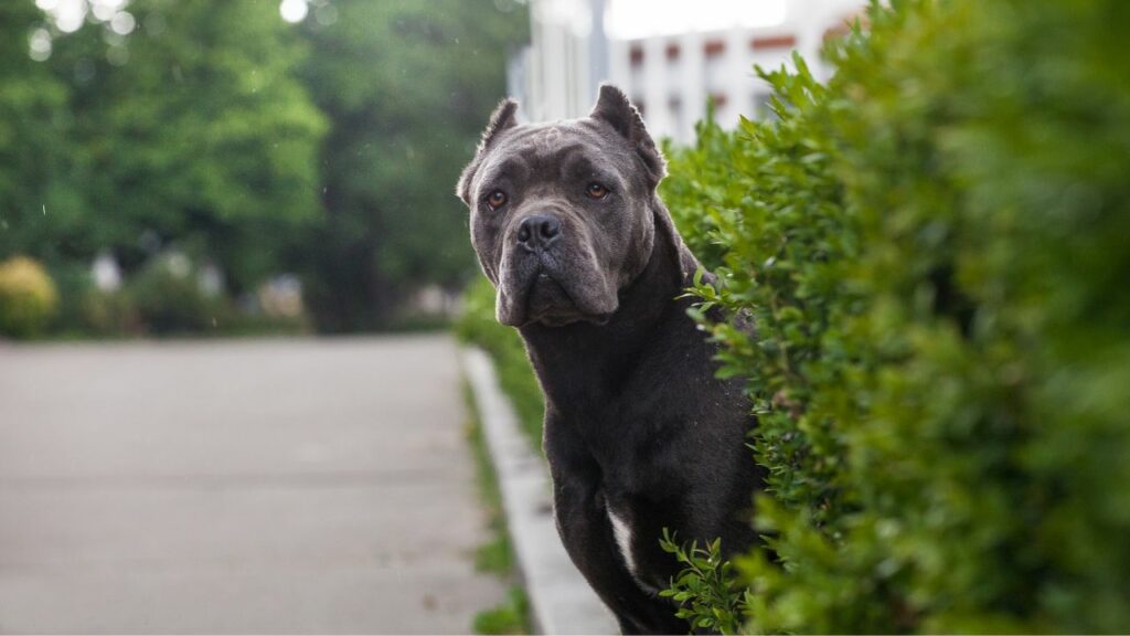 Nachteile des Cane Corso