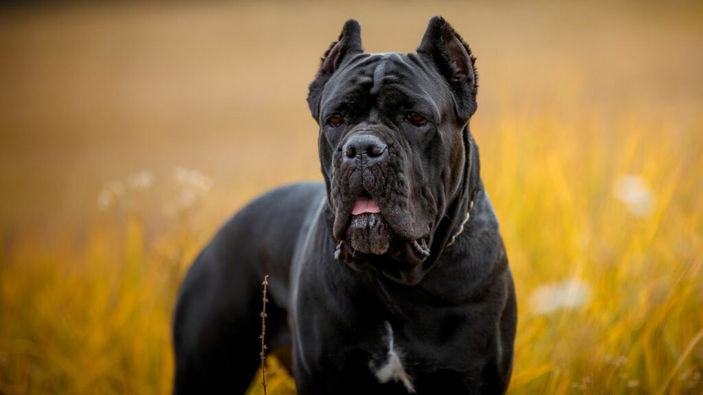 Italienische Königs-Cane-Corso-Hunde