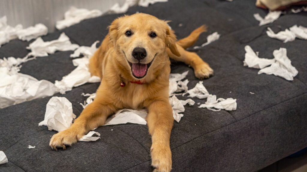 Nachteile des Golden Retrievers