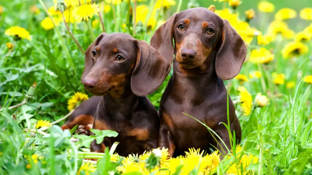 Hunde unter 25 Pfund zu verkaufen
