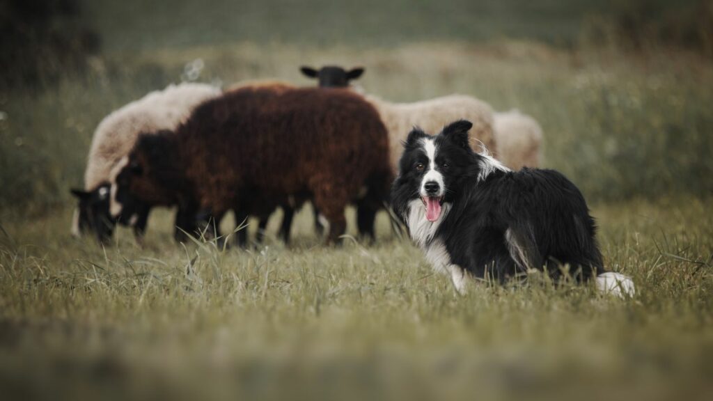 Border Collies sind gute Hunde