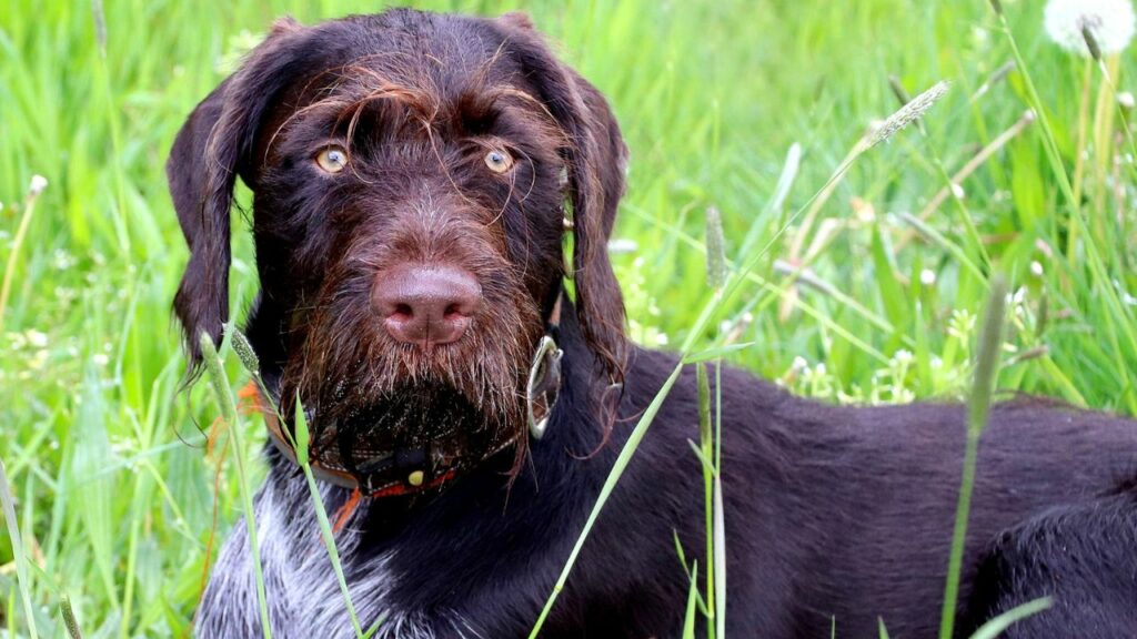 beste Hunde zum Spüren
