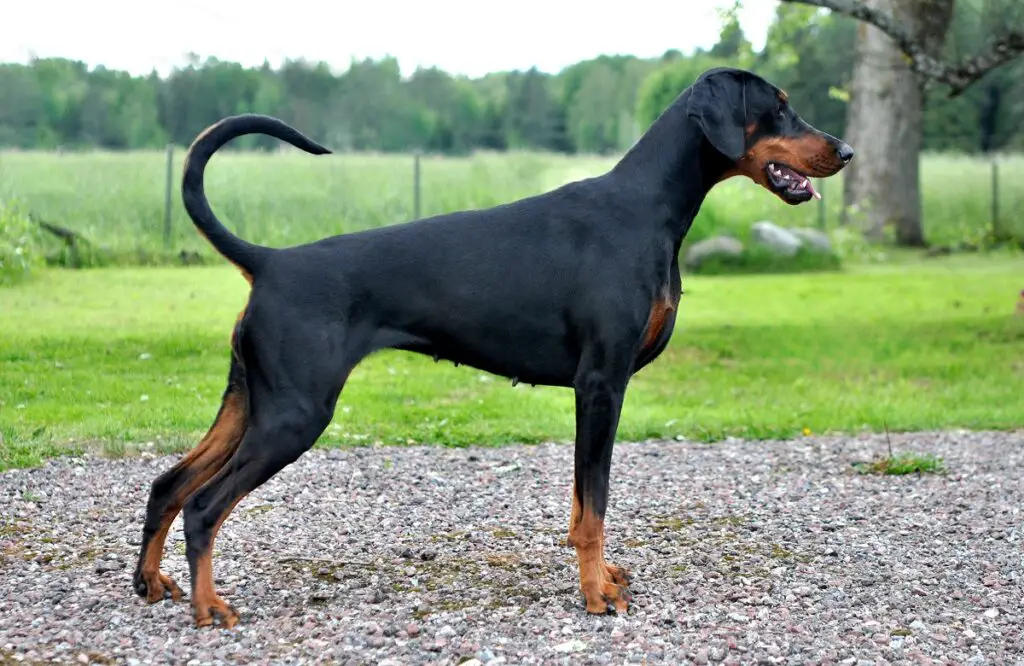 sind pflegeleichte Dobermänner
