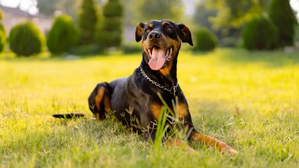 beste Hunde für warmes Wetter
