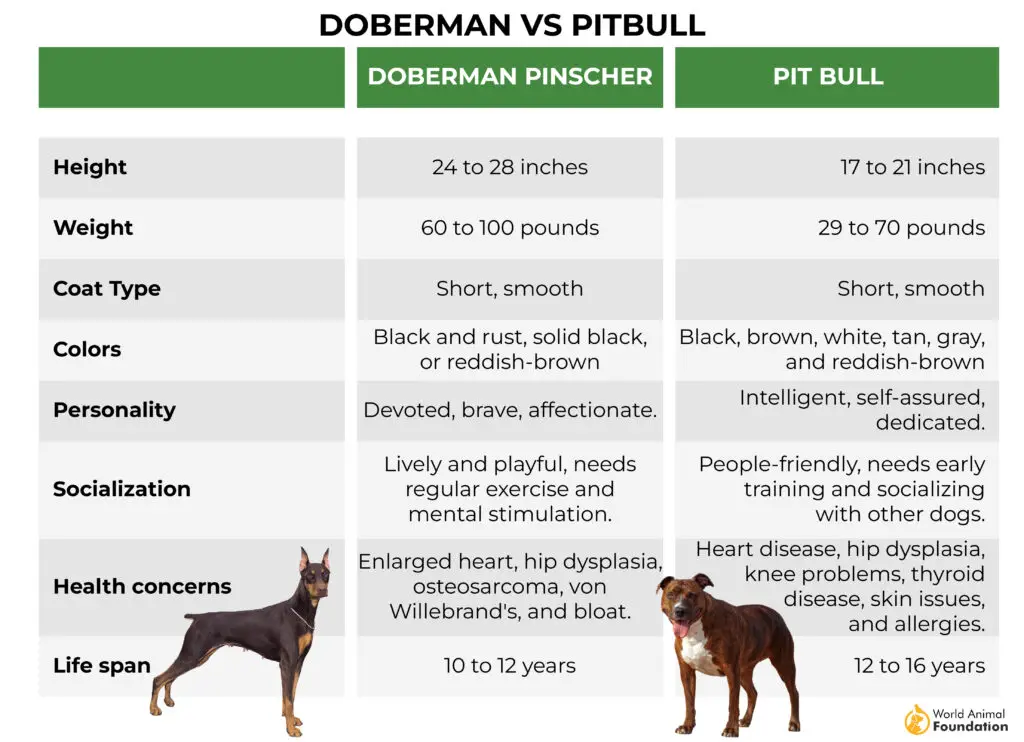 Dobermann gegen Pitbull