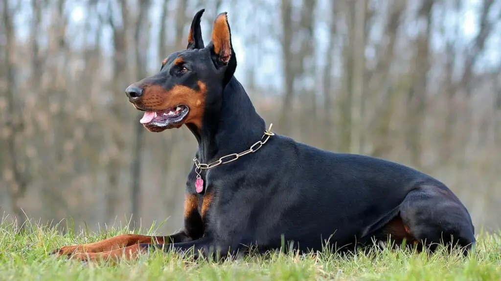 bester Frauenschutzhund