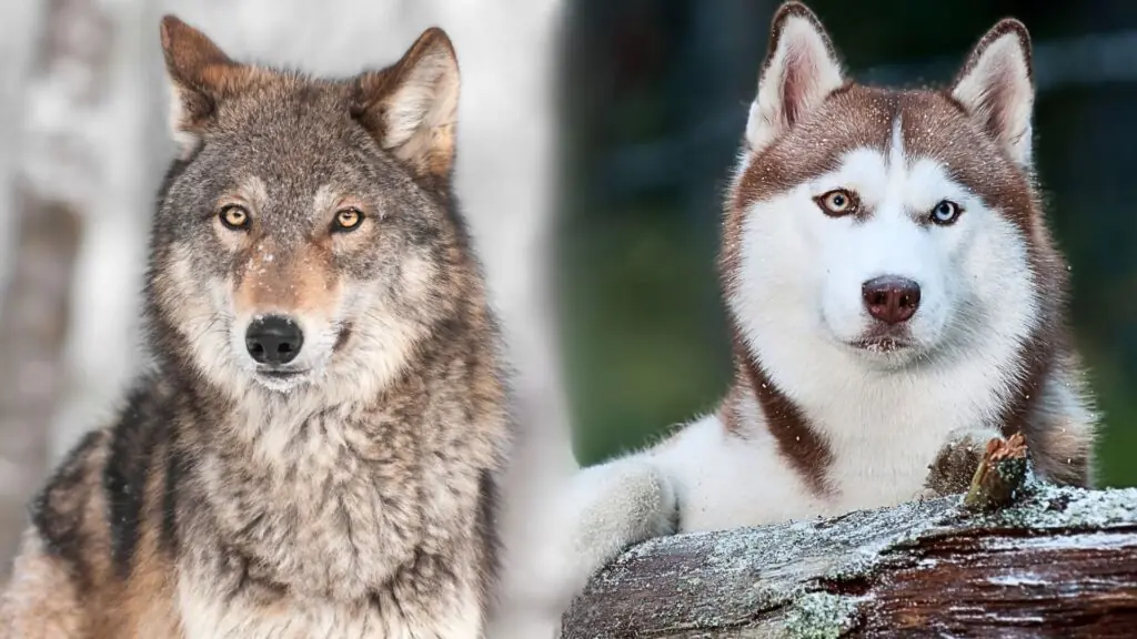 Dog Breeds Closely Related to Wolves