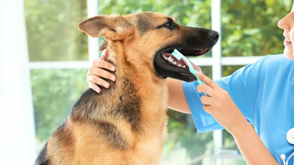 Häufige Zahnerkrankungen bei Hunden